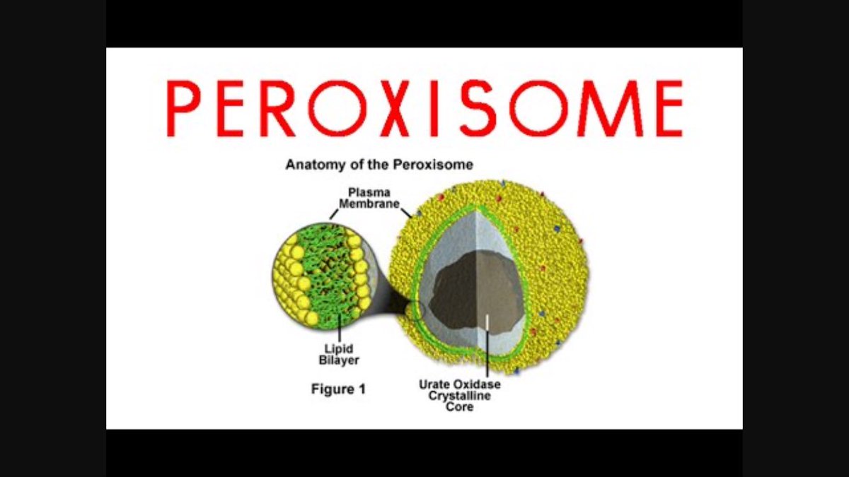PLysosomes's tweet photo. Got Detox? #MIO17 https://t.co/3FZAEvc3ix