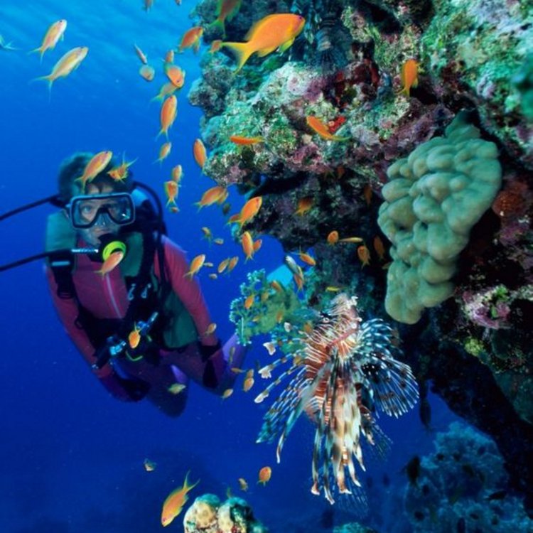 GDCDive's tweet image. The wonders of the ocean will never cease to amaze us.