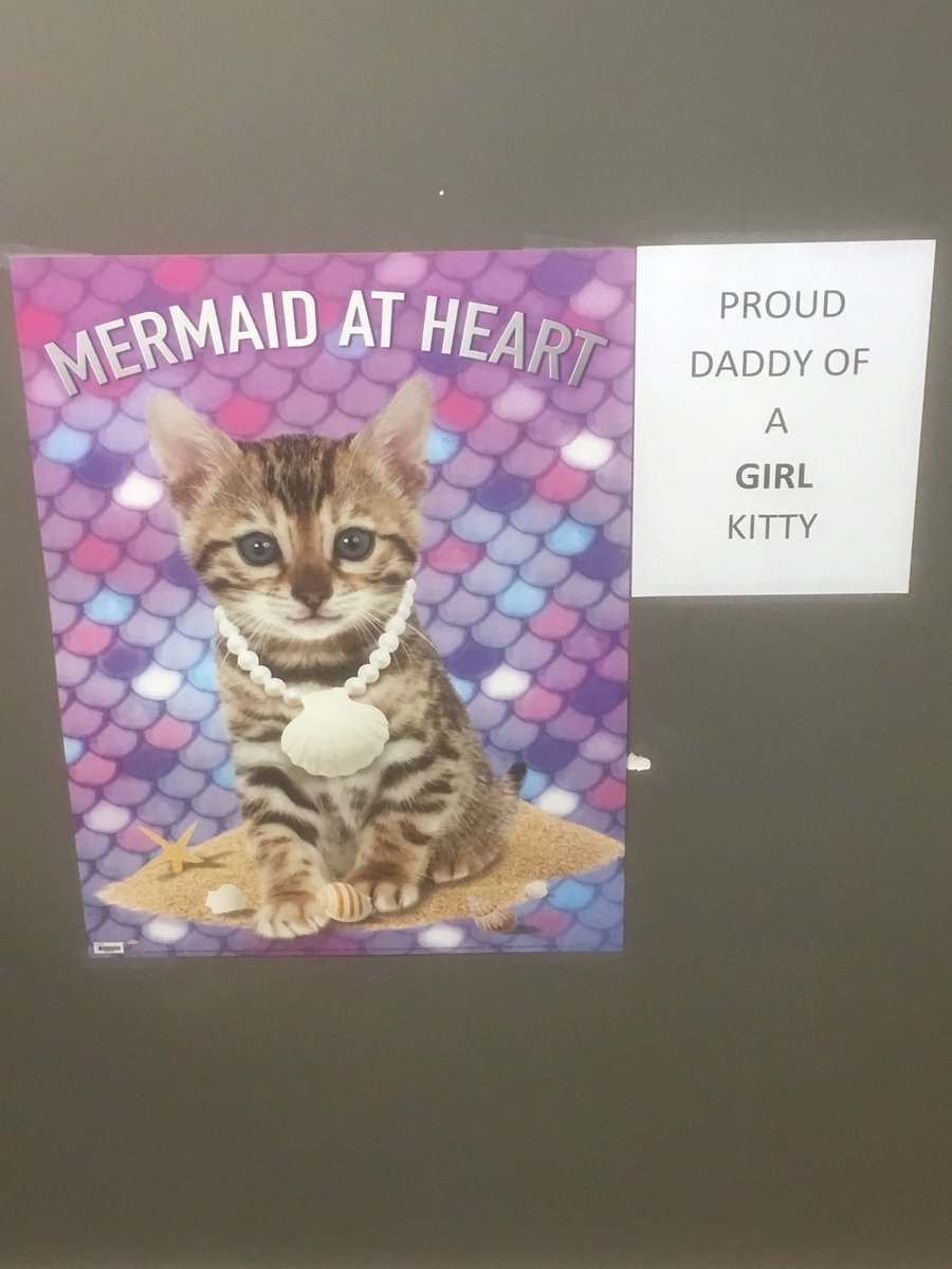 Aspen_Insurance's tweet photo. Congrats goes out to Aspen Insurance sports ambassador @R_Hedley on the safe arrival of his kitty.  Here is a picture from his office. https://t.co/xtGFvmLYkX