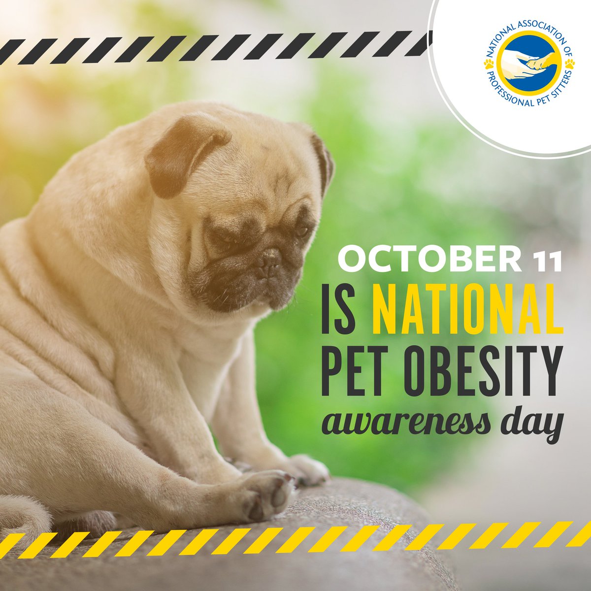 If your #pet is starting to look a bit round, it may be time for a lifestyle change. bit.ly/2y6jLiH #NationalPetObesityAwarenessDay