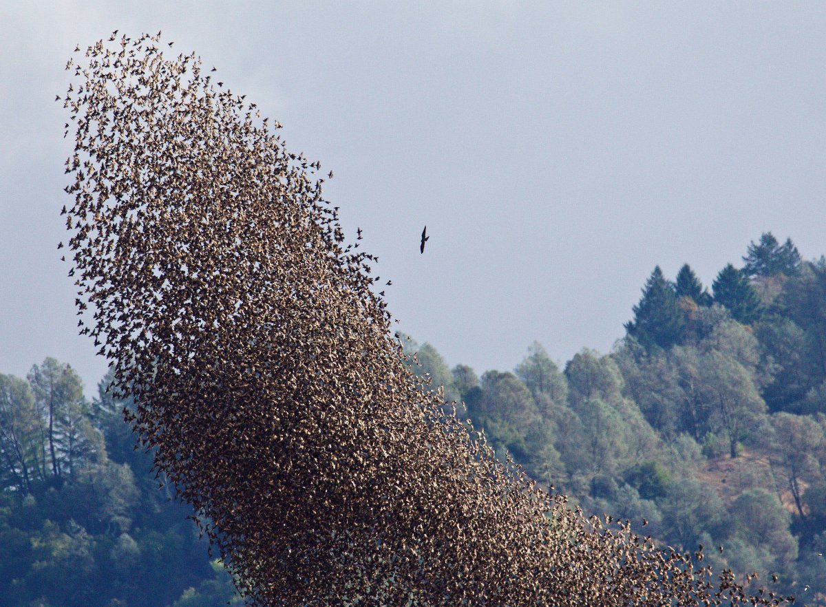 Falcons make starling murmurations more beautiful audubon.org/news/hungry-ra… #birdlife #birds