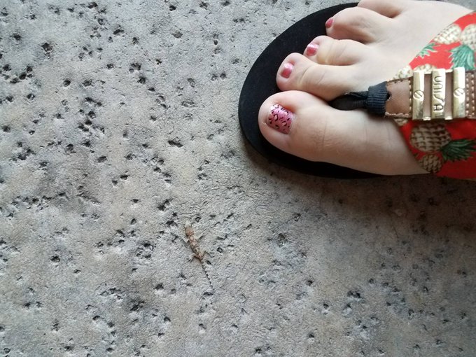 The cutest little thing I saw over the weekend. It's barely visible https://t.co/mq0yW9FeJ2<a href="/tag/lifecoach"class="tags"><span>#lifecoach</span></a><a href="/tag/practice"class="tags"><span>#practice</span></a><a href="/tag/pleasure"class="tags"><span>#pleasure</span></a><a href="/tag/mindful"class="tags"><span>#mindful</span></a><a href="/tag/sexc"class="tags"><span>#sexc</span></a>