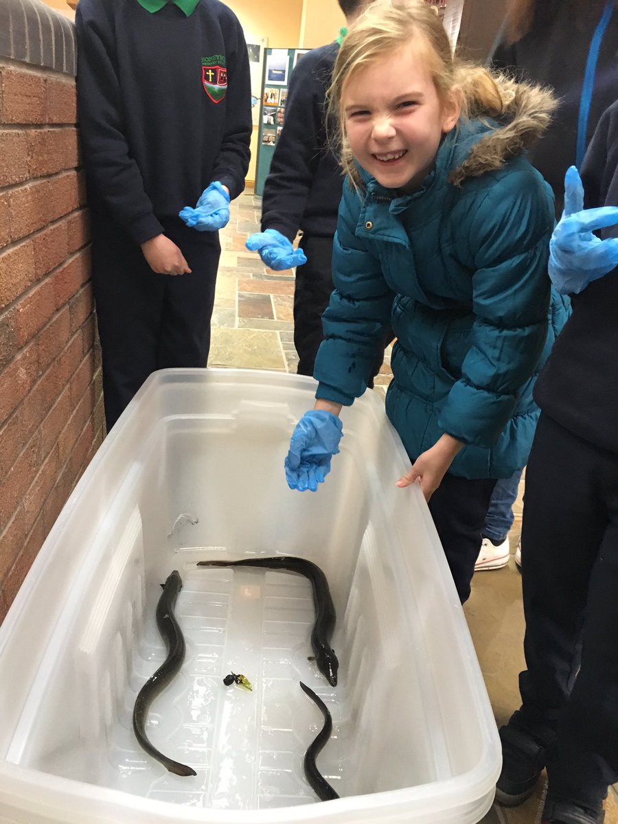 LoughNeaghEels (@loughneagheels) on Twitter photo <a href="/MoneynickPTA/">FriendsOfMoneynickPS</a> brave kids all eager to get to know our <a href="/LoughNeaghEels/">LoughNeaghEels</a> at school visit <a href="/LoveLoughNeagh/">Lough Neagh</a> thanks to <a href="/AFBI_NI/">AFBI</a> for all your help! <a href="/MoneynickPTA/">FriendsOfMoneynickPS</a> brave kids all eager to get to know our <a href="/LoughNeaghEels/">LoughNeaghEels</a> at school visit <a href="/LoveLoughNeagh/">Lough Neagh</a> thanks to <a href="/AFBI_NI/">AFBI</a> for all your help!