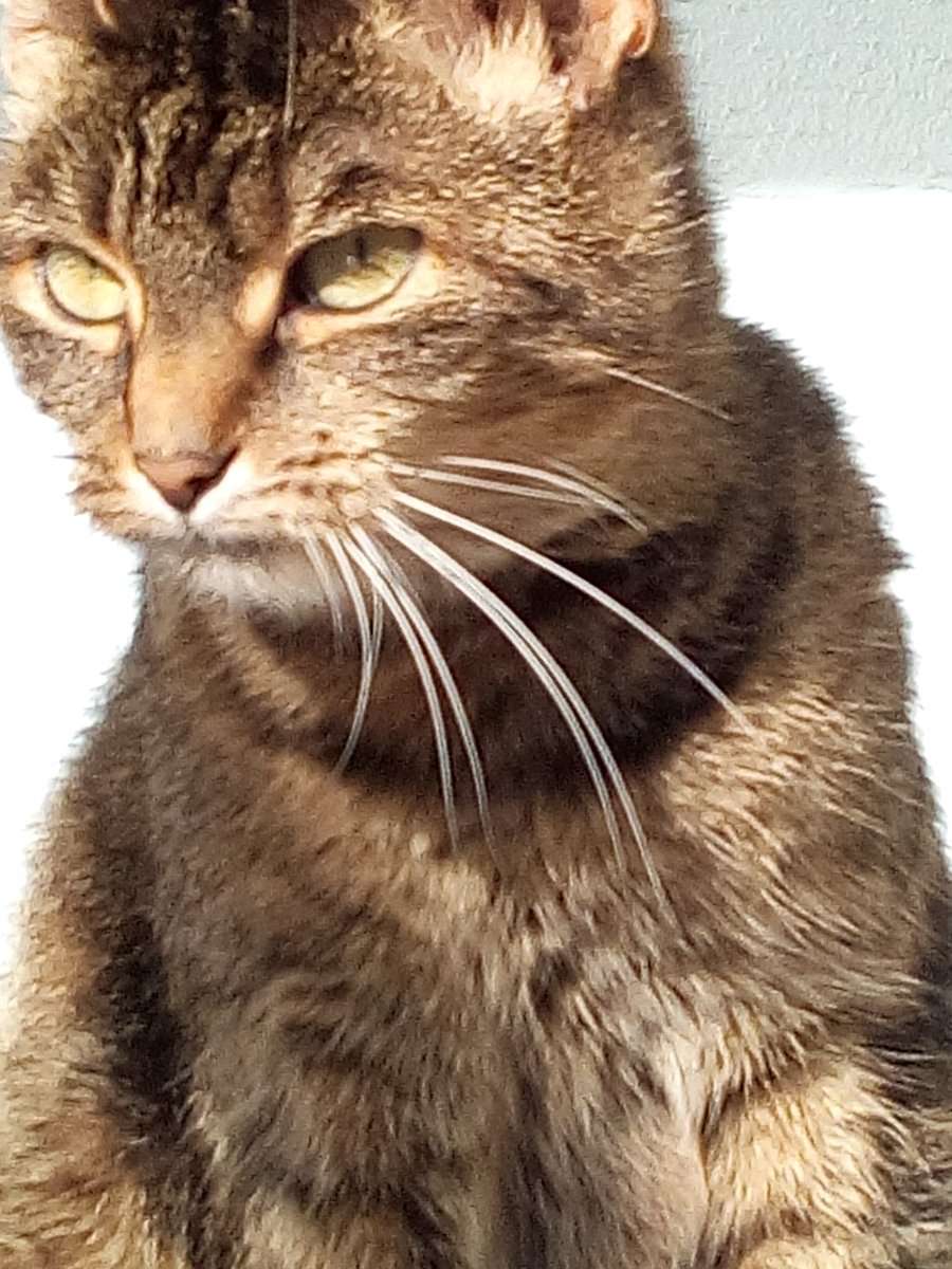 FinchenJosy's tweet photo. #GermanysNextCatModel #gncm
#whiskerswednesday 
#CatsOfTwitter https://t.co/7FjuOQ4udT
