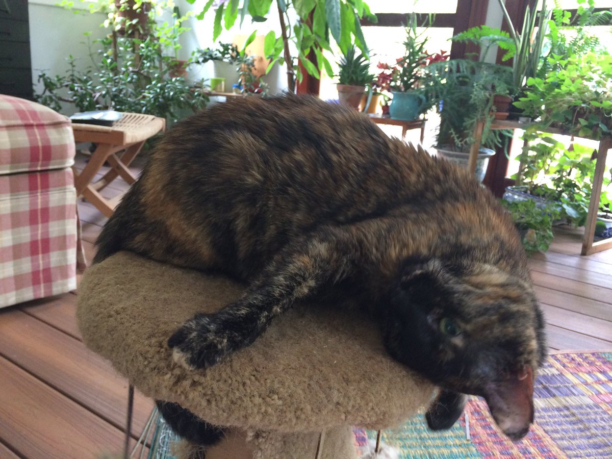 ProfesorPickles's tweet photo. Is catnip is like #salvia to cats? Do they #tesseract to the outer edges of the #universe? Are #cats are more like us because they can trip? https://t.co/lya9mAXyAw