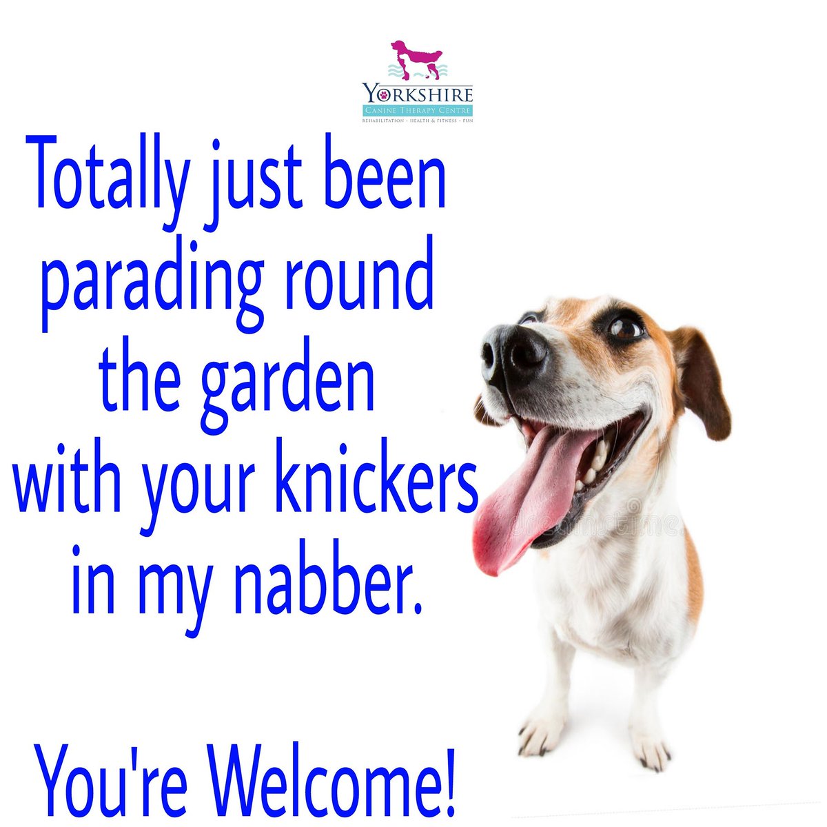 Limbering up for #woofwoofwednesday now the #dog has given us our underwear back! #yorkshire #doncaster #selby #dogsoftwitter