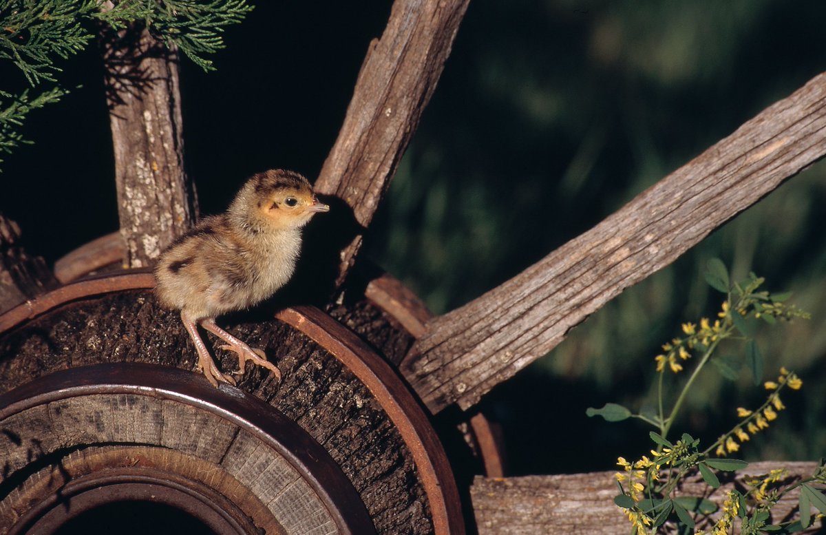 quail4ever's tweet photo. Good weather for quail brood survival and chick development has helped the cause in Virginia https://t.co/XTuBno3fjS w/ @VDGIF https://t.co/IJpBxnxJP1