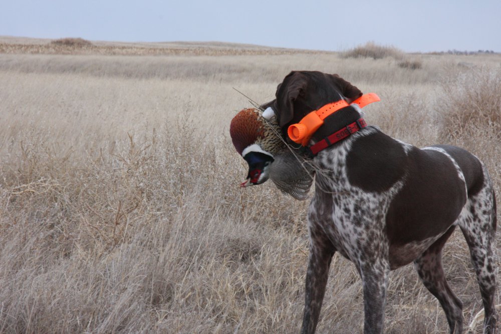 BobStPierre's tweet photo. A few more days left to wait for Minnesotans!  @mndnr @mn_wildlife @KFAN1003 @CaptainKFAN https://t.co/gbSxrnnCku