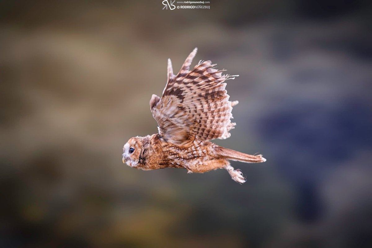 icokevicius's tweet photo. Cárabo común en vuelo https://t.co/fm0tNOuCMd #wildwatching #aves #rapacesnocturnas https://t.co/3qiypCgrFs https://t.co/LiovGX4g7b