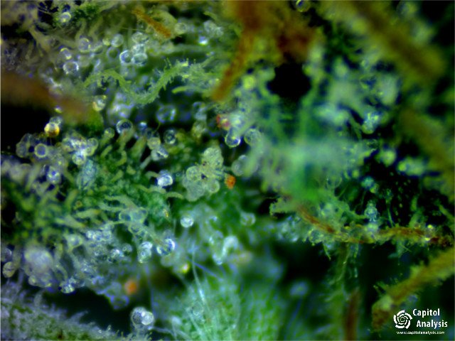 capitolanalysis's tweet photo. #chiliwistcreek #sharkshock #blueberrychemdawg #inferno #capitolanalysis #cannabisindustry #cannabis #marijuana #weed https://t.co/egZXGkZteo