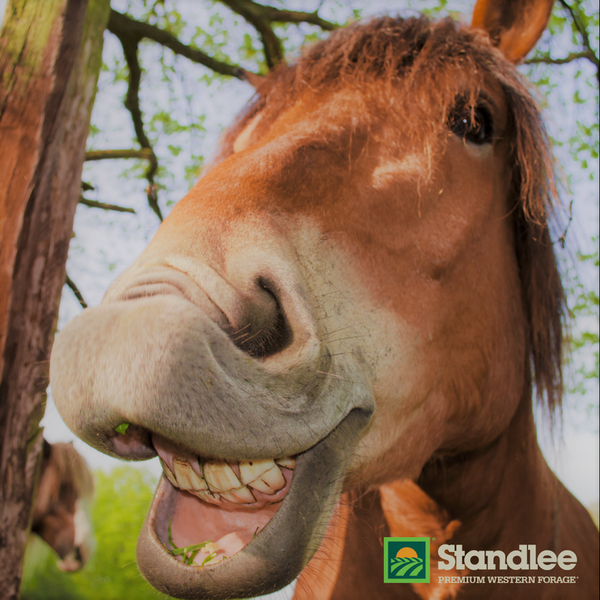AikenSaddlery's tweet photo. Is there something in my teeth? Give your horses the best with Standlee Premium Western Forage! #StandleeForage https://t.co/0DKexubH6M https://t.co/2Ac2Pb8KI6