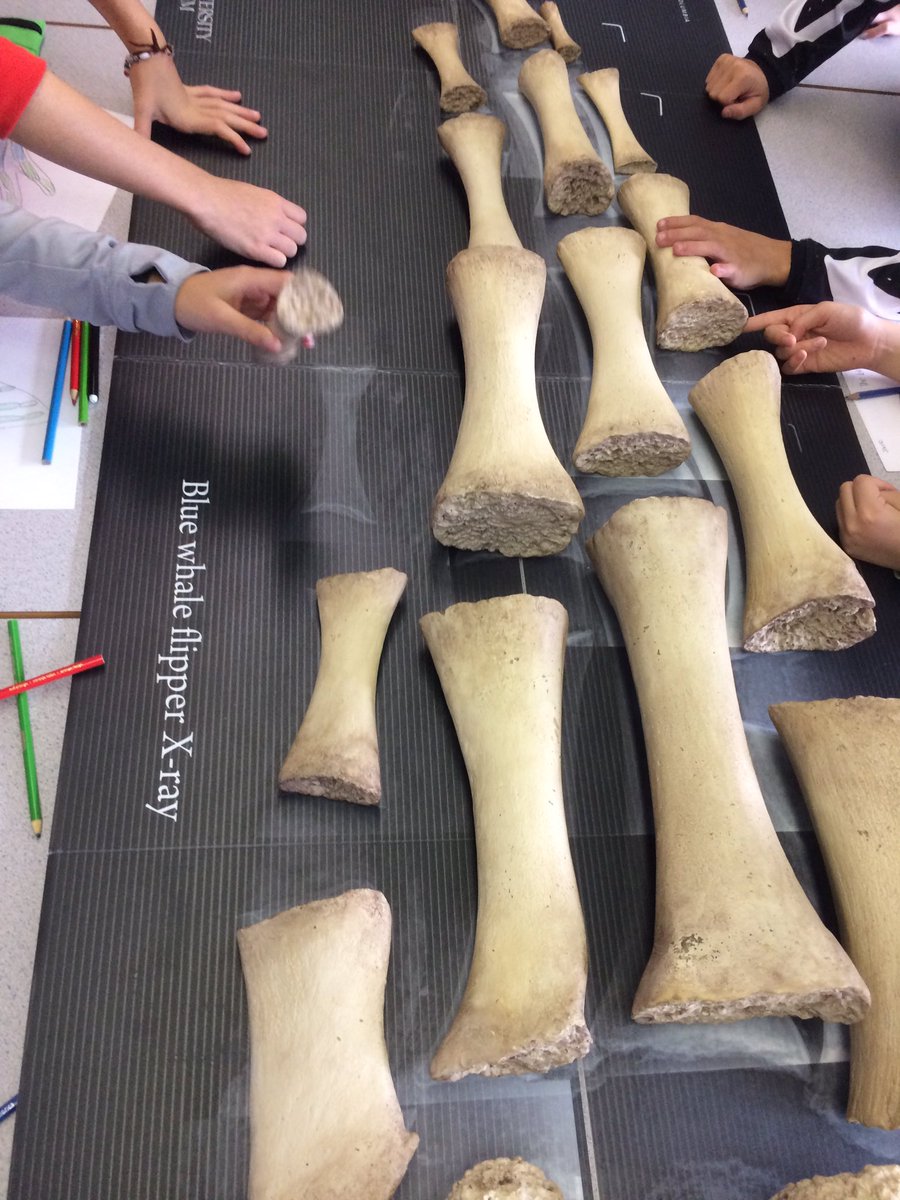 ccantlie's tweet photo. Examining evolutionary relationships using whale bones @gleneagles_news @beatymuseum #beatybox https://t.co/yqJQDQ4Y65