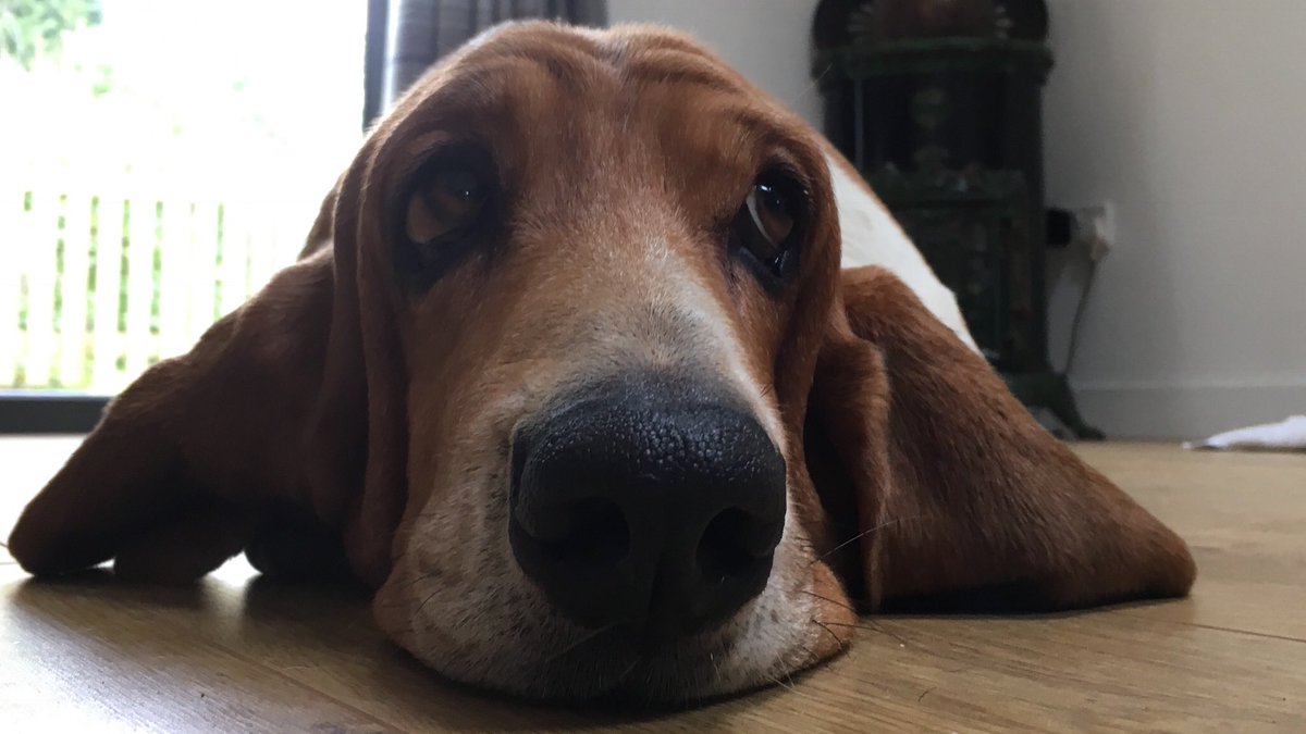 daisyalicebaset's tweet photo. Hey human, where’s my dinner? #daisy #bassethound #basset #dinnertime https://t.co/YeX1oeW7AS