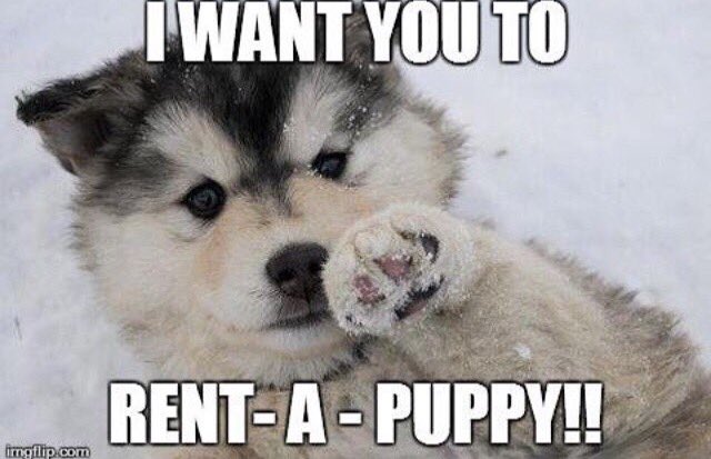 alacritas_au's tweet photo. Ayyyy! Rent-A-Puppy is FOR SURE happening next Thursday! 12-4 in the Valley. Tell your friends. Be there or Be ▪️ https://t.co/vlw5LwuOqs