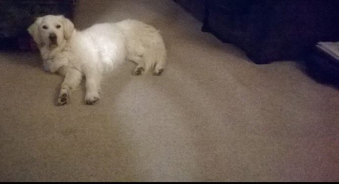 MrLsMathsApps's tweet photo. #woofwoofwednesday Why are you still plannning...I fancy another walk :)
#mathsdog #walkinthedark https://t.co/0J6UpFKaHM