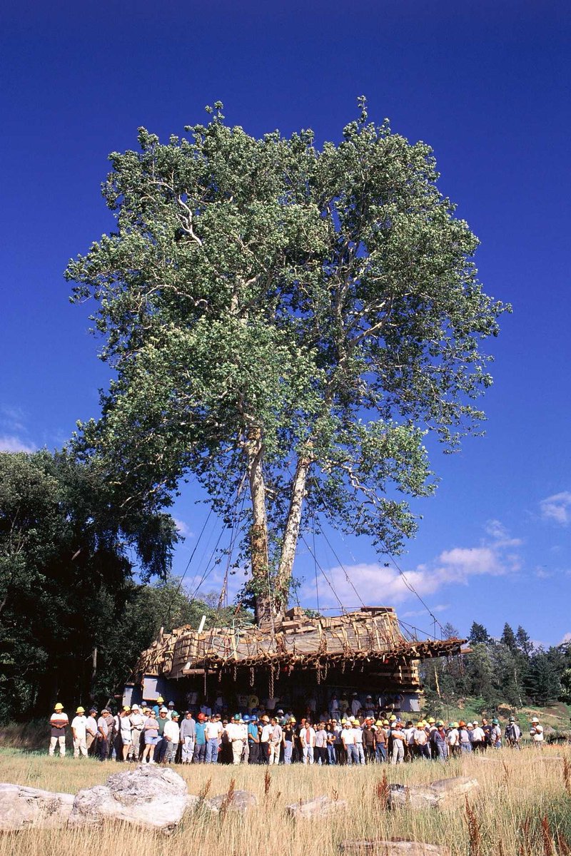 #Arborist Tim #Thornhill moves big #trees!  Enjoy a visit to #sustainable #Parducci #Winery!  bit.ly/2h3unYm