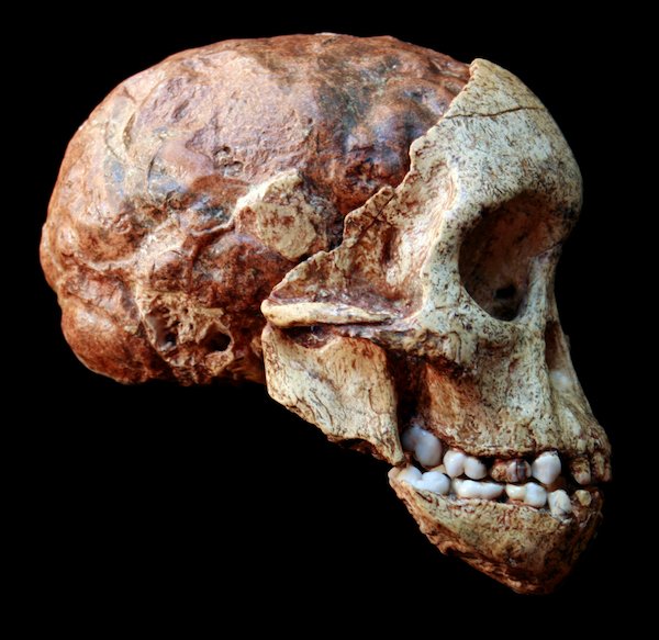 FossilHistory's tweet photo. Does the discovery of a skull make any difference? For #NationalFossilDay, it's worth asking why #fossils matter: https://t.co/KN2RiTjSSz https://t.co/8iVLjsvh48