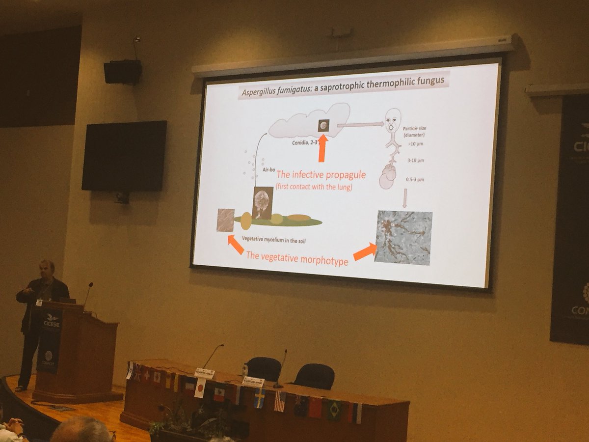 hyphaltip's tweet photo. JP Latge on conidium cell walls in Aspergillus fumigation #fcw17 https://t.co/tVZavZUKZF