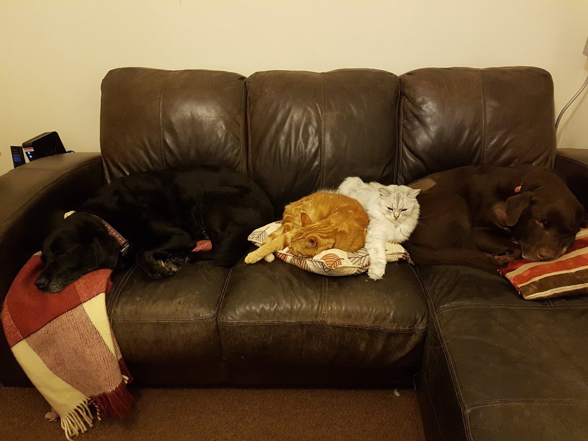 DibbyH's tweet photo. Don't worry guys, I'm fine on the floor..... #dogsoftwitter #CatsOfTwitter #SofaSloth #Labrador #SiberianCat #GingerMoggy #CushionHugger https://t.co/rCthmfQ1HN