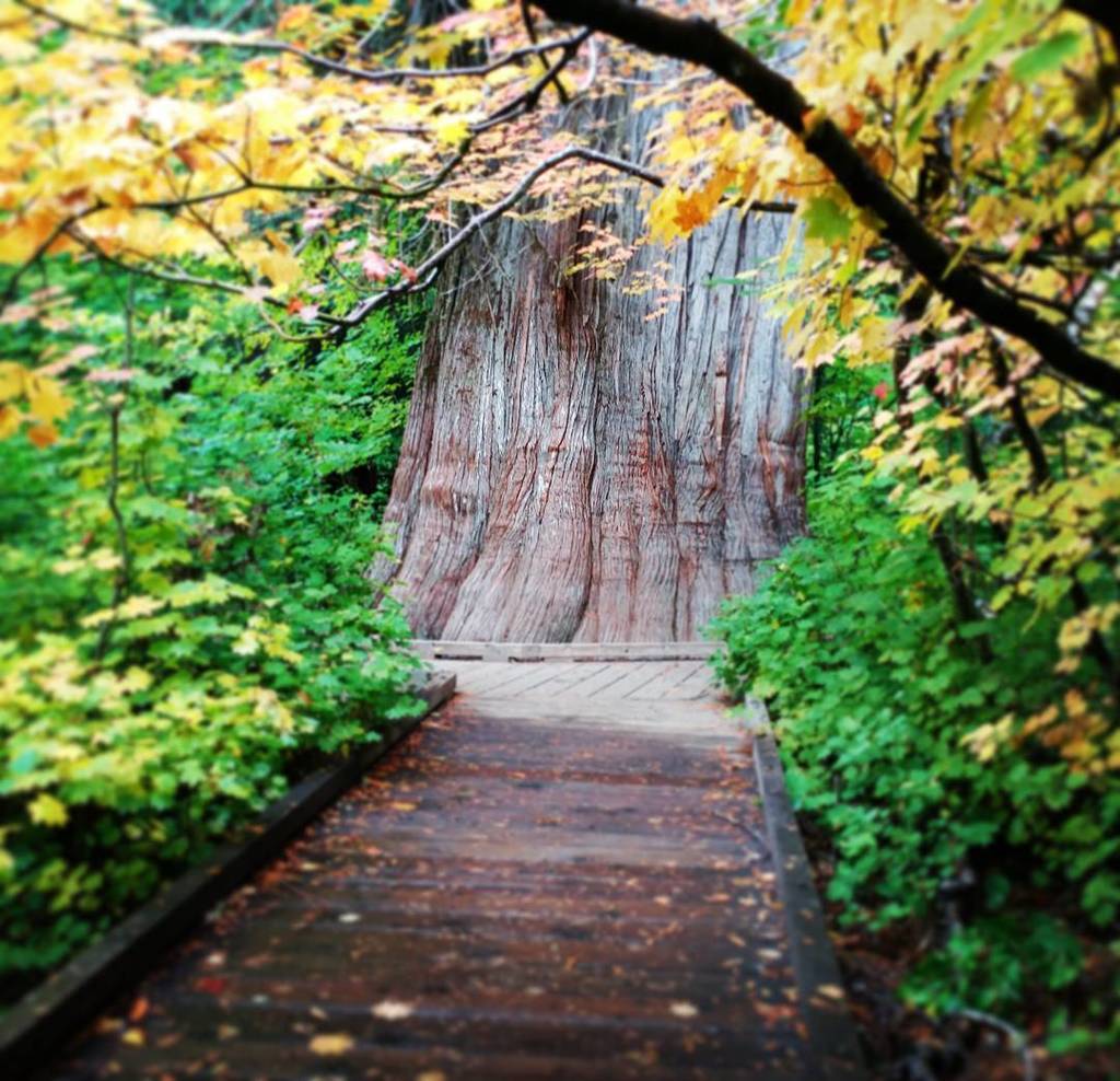 jasonrobertfox's tweet image. ...down a path is the father cedar.

#poem #legendarytree #cedar #wanderinthewesternwoods #groveofthepatriarchs #rainer #trees