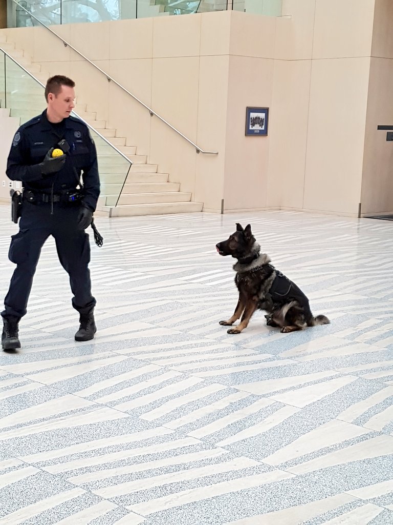 CityHallSchool's tweet photo. Riverdale Gr 5/6 class loved meeting @EPSCanine's #PSDJack. "Jack is so very obedient & handsome." "That's the job for me." #CareerPathways https://t.co/MOAUz0IrnZ