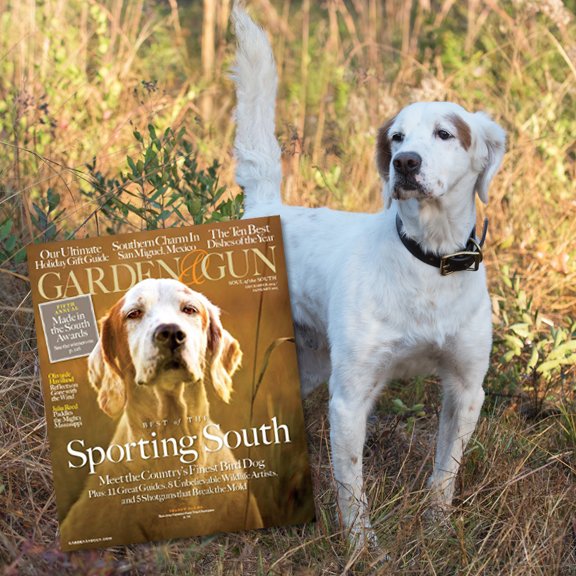shadowoakbo's tweet photo. We are home to the world famous English setter Ch. Shadow Oak Bo, twice winner of the National Bird Dog Championship in Grand Junction, TN! https://t.co/EgvtQkFKxy