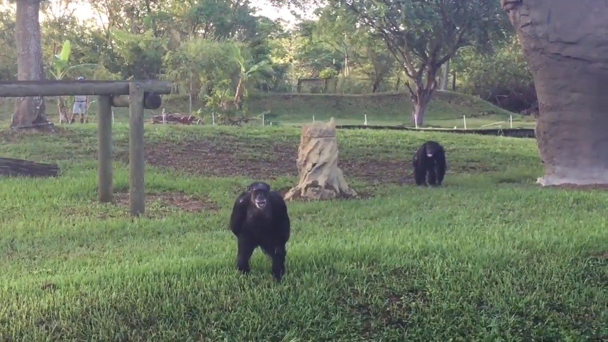The @ZooMiami chimps were finally able to return to their home today after Hurricane #Irma bit.ly/2yEQg86 https://t.co/q8mVxE3aqD