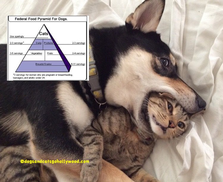 Dogs & Cats go Hollywood Creates Funny Cats & Dogs tweet media