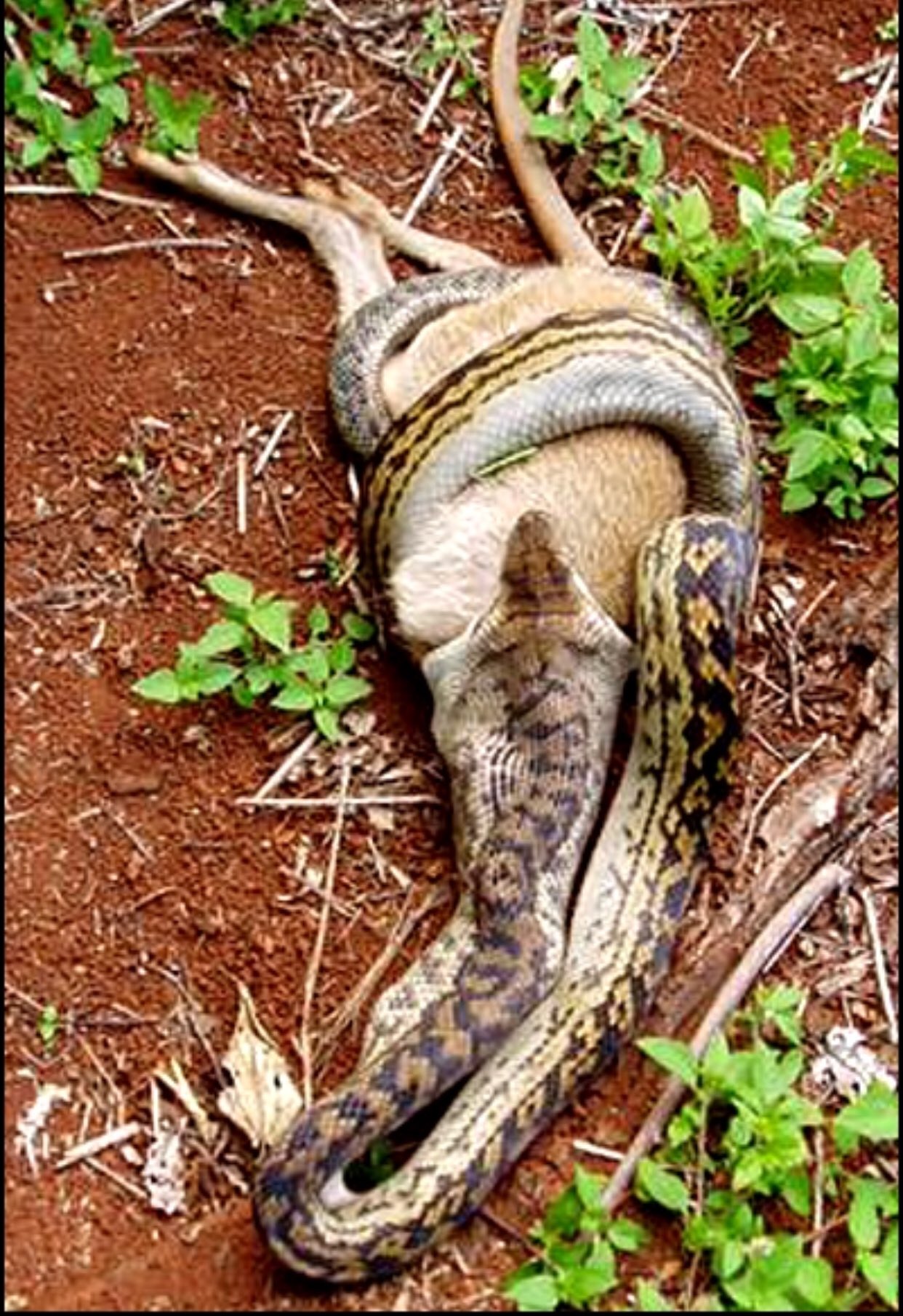 Dr Shawn Baker ©️ on Twitter "How does one do intermittent fasting as