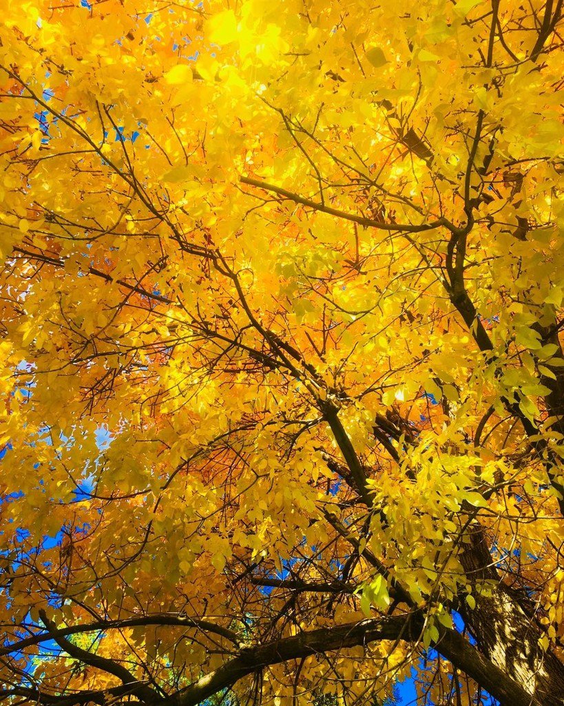 denCOdwellings's tweet photo. Fall yellow π π #fall #leavesareturning #fallindenver #denverrealtor https://t.co/gUfIsSRxkz https://t.co/WAxebCUfYD