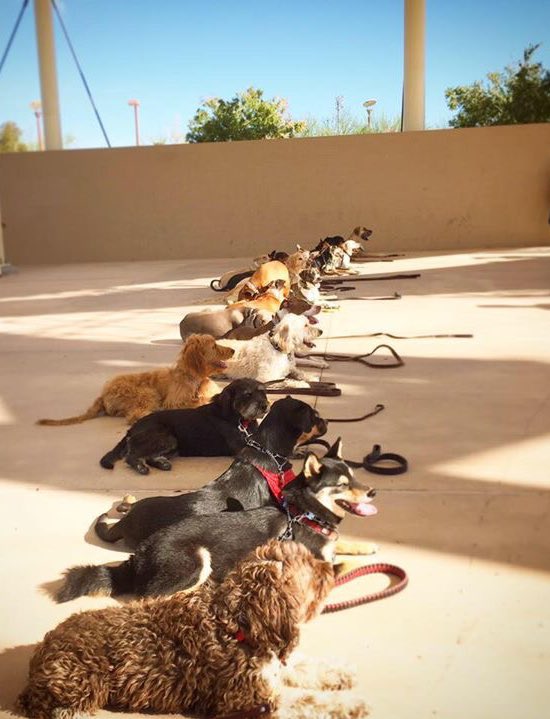 in8dogtraining's tweet photo. @GoldenKnights Just a few local doggies! https://t.co/zbiX6SZSeq