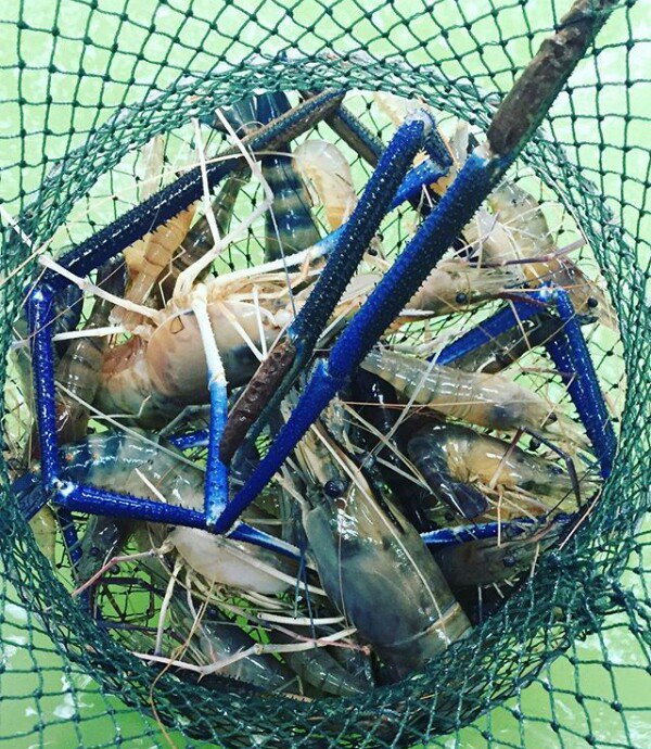 khalidainie's tweet photo. #Udang #prawn #sepitbiru @MINDABUKU @enchekMat @alisuhaili62 @amirul_laiseh @adithakimi @Lorna_Ivy @kambaKLamin @enchekMat @adpichoules https://t.co/2P2lNbkNoX