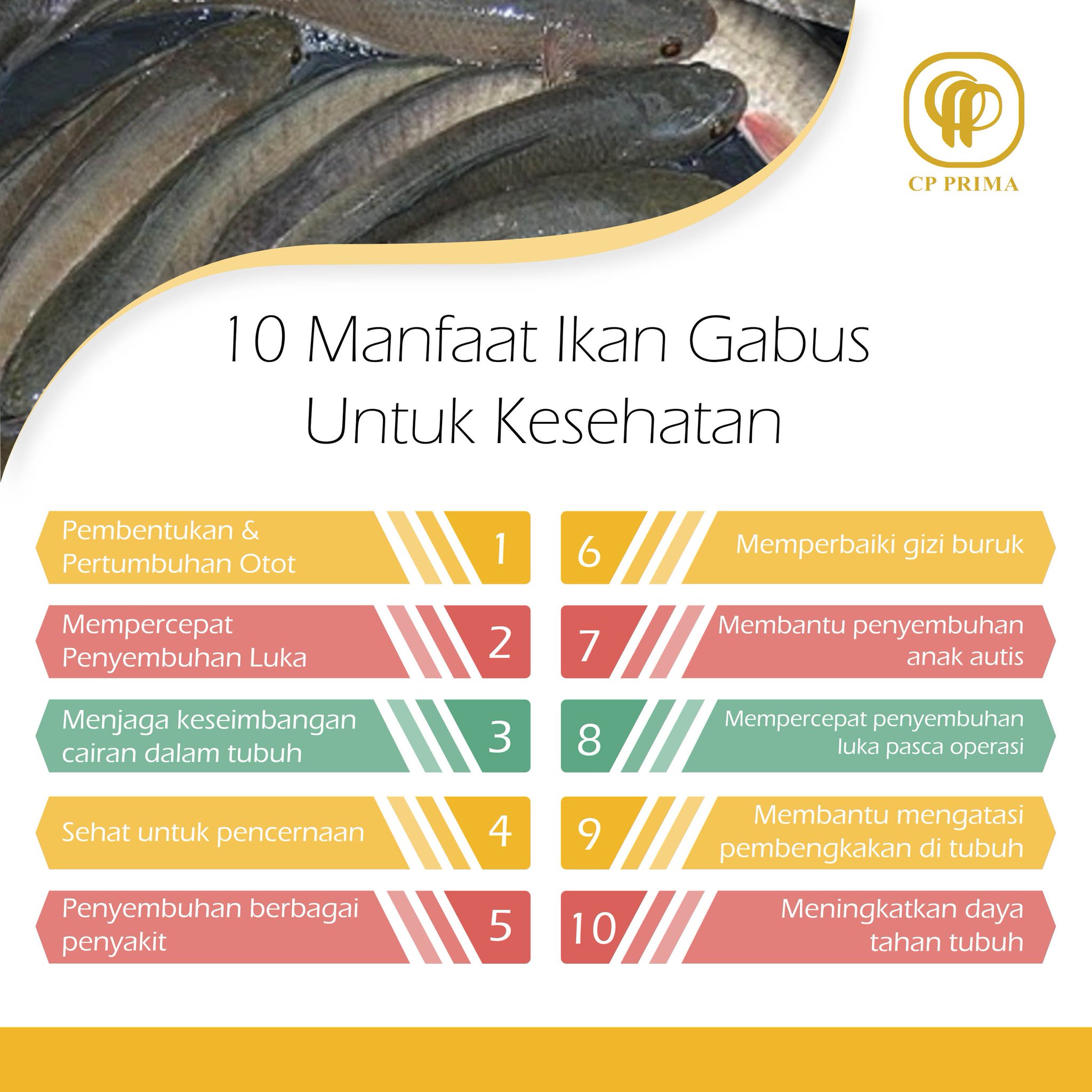 Cp Prima On Twitter 10 Manfaat Ikan Gabus Untuk Kesehatan