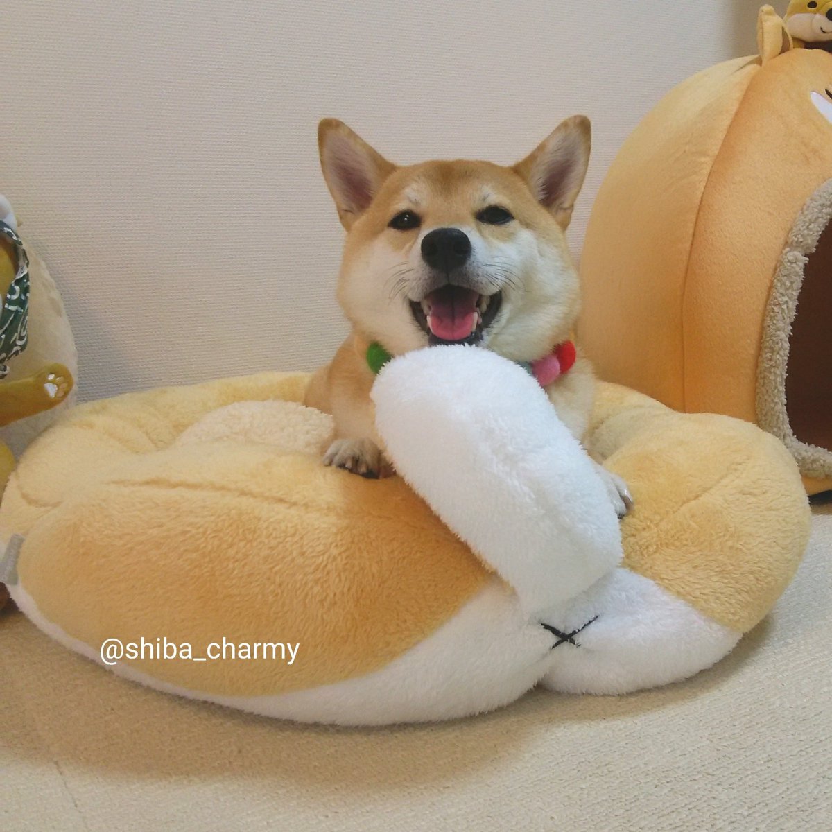 柴犬チャーミー V Twitter しばケツベッド 可愛すぎる W しばケツベッド ドギーマン 柴犬グッズ 柴犬 犬 しばいぬ Shibainu 柴犬チャーミー 柴犬チャーミー V Twitter しばケツベッド 可愛すぎる W しばケツベッド ドギーマン 柴犬グッズ 柴犬 犬 しばいぬ Shibainu 柴犬チャーミー