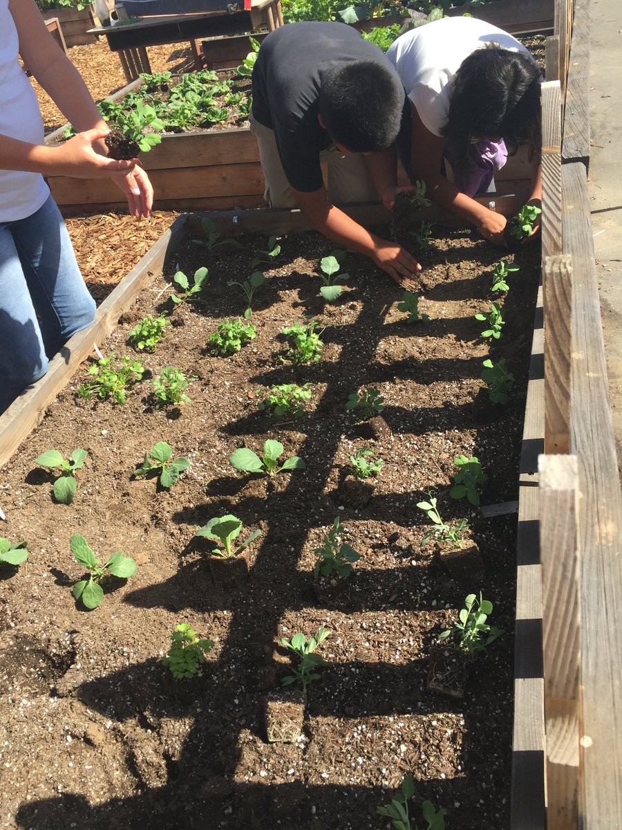 califarmer_andy's tweet photo. Dominguez Elementary School Garden supported by https://t.co/HpJHI4Q8kK https://t.co/oq693Glfgz