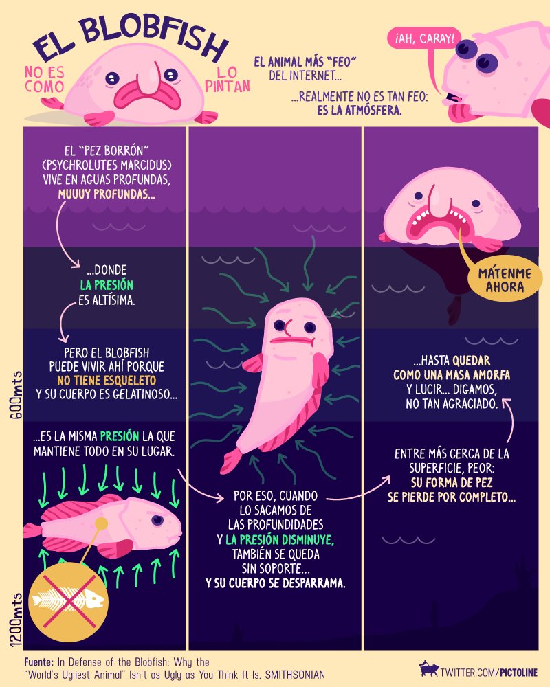 pictoline's tweet image. Blobfish: el animal más feo del mundo en realidad no es taaaaaaaan feo 😱

Solo está fuera de ambiente 🐟