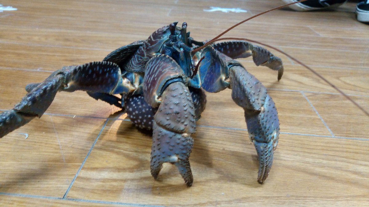 ジャングルプラネット逆鱗 新店舗準備中 南国の破壊モンスターが入荷しました ヤシガニ なかなか良いサイズなのに 手足の欠損がない完品です 飼育するのも高級食材として料理するのもアナタ次第 別途 送料と梱包料いただければ全国配送可能