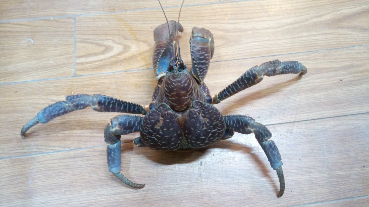 ジャングルプラネット逆鱗 新店舗準備中 南国の破壊モンスターが入荷しました ヤシガニ なかなか良いサイズなのに 手足の欠損がない完品です 飼育するのも高級食材として料理するのもアナタ次第 別途 送料と梱包料いただければ全国配送可能