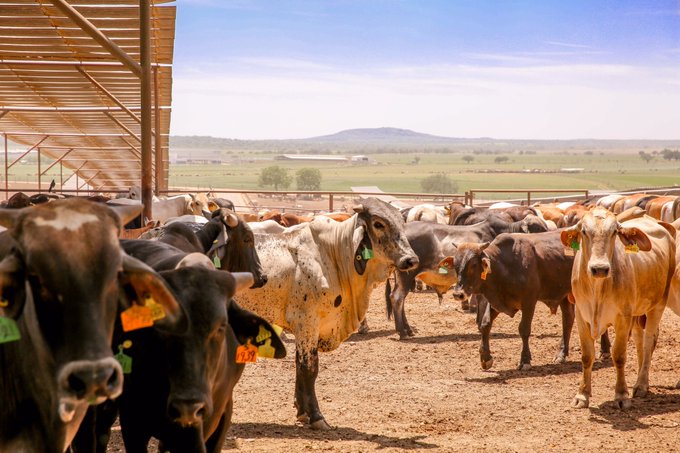 Sector pecuario logra récord histórico de producción de carne