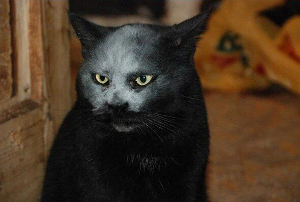 悪魔？！いいえ、猫です。小麦粉に顔を突っ込んだ猫の顔が凶悪すぎるｗｗｗ