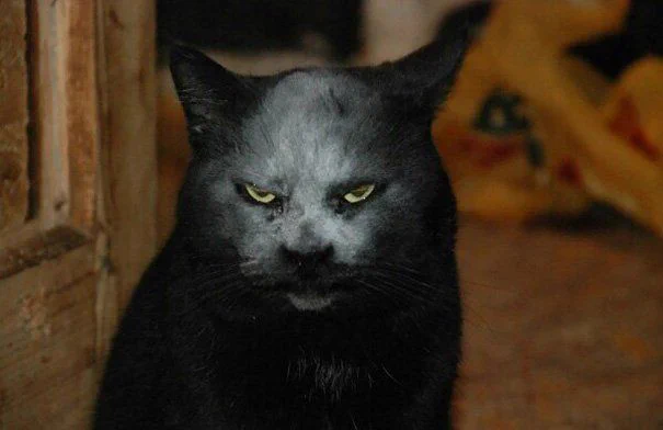 悪魔？！いいえ、猫です。小麦粉に顔を突っ込んだ猫の顔が凶悪すぎるｗｗｗ