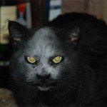 悪魔？!いいえ、猫です。小麦粉に顔を突っ込んだ猫の顔が凶悪すぎる!