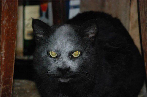 悪魔？！いいえ、猫です。小麦粉に顔を突っ込んだ猫の顔が凶悪すぎるｗｗｗ