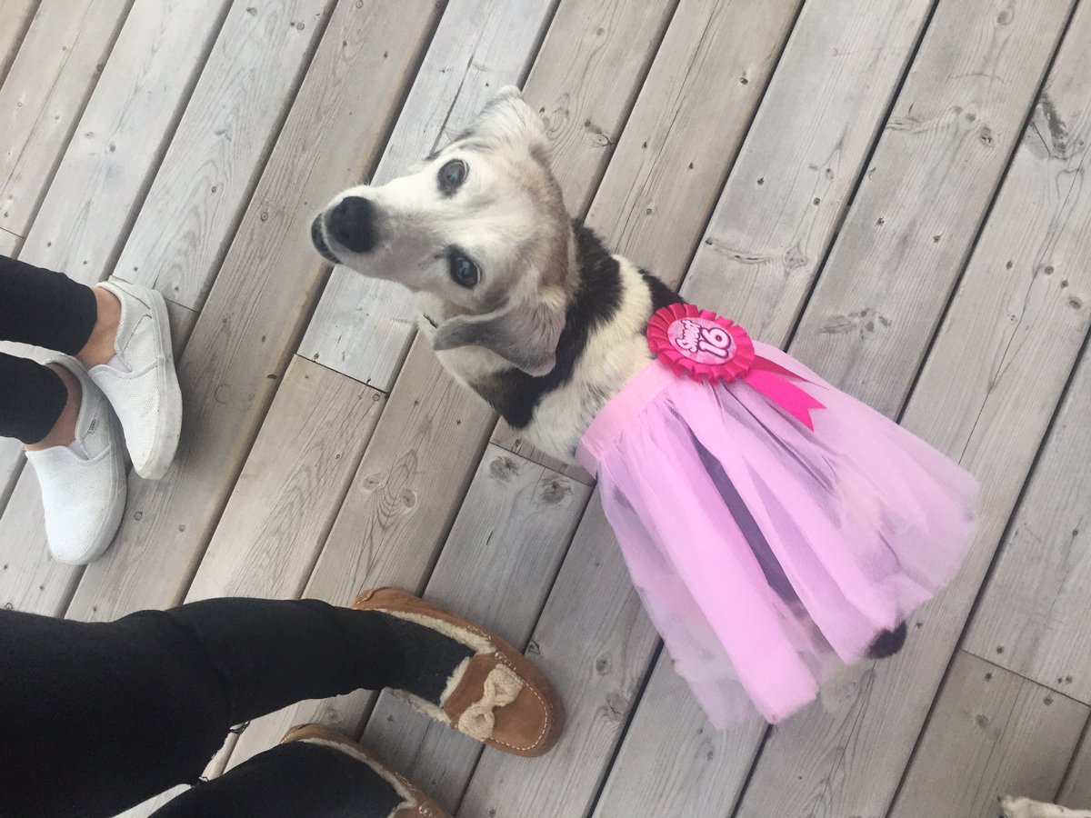 sydgoldy's tweet photo. my mom is the most EXTRA person I've met she deadass threw a sweet sixteen for my dog https://t.co/ssKJ6QYAnP