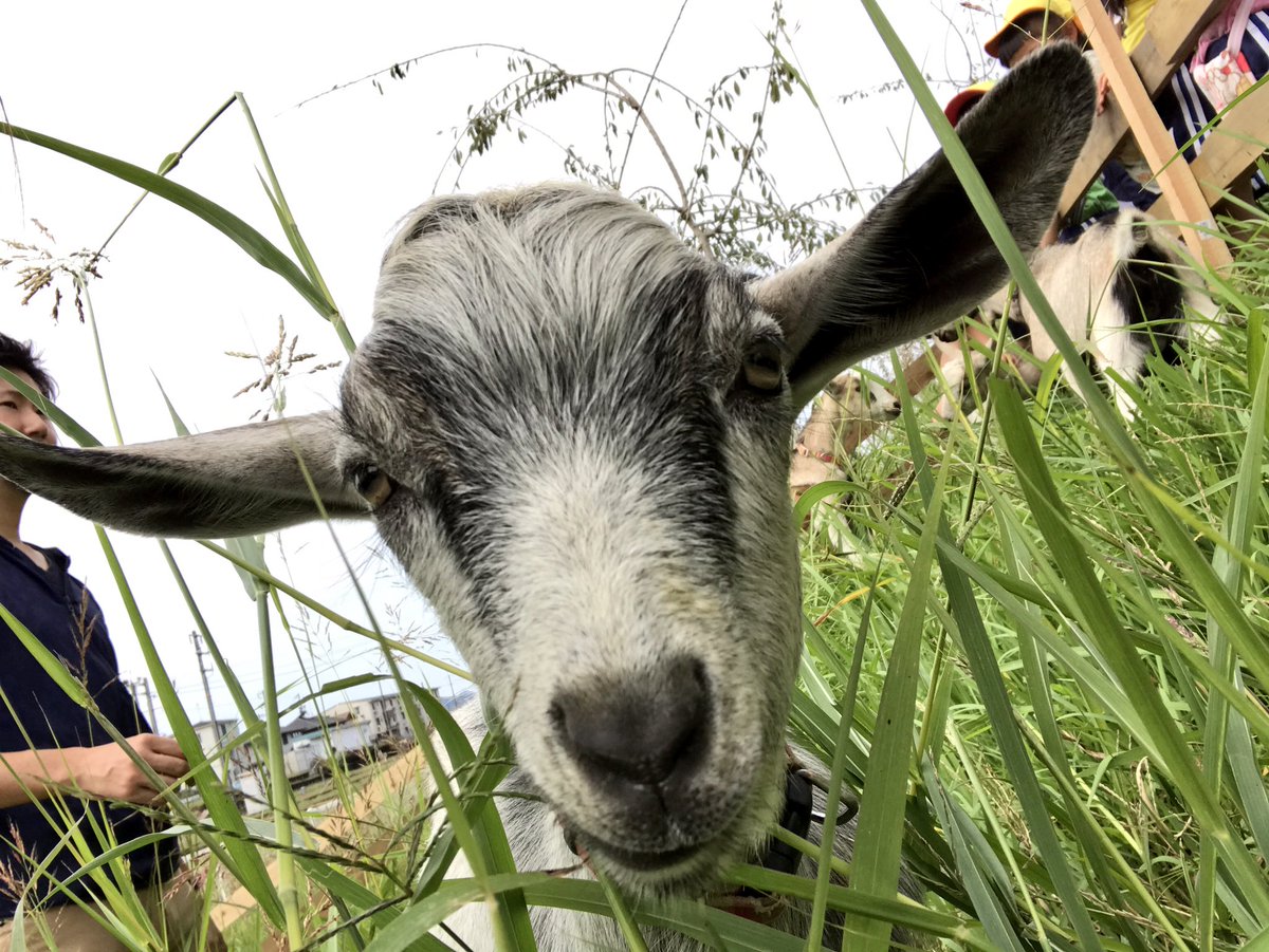 Yagi_summit_19's tweet photo. おはようございます☀
ヤギサミットまであと24日🐐💕 https://t.co/KS1814ZOqH