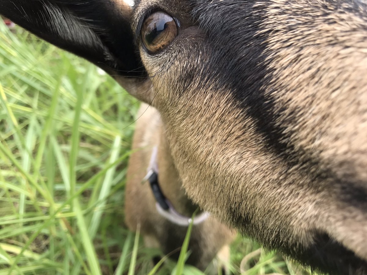 Yagi_summit_19's tweet photo. おはようございます☀
ヤギサミットまであと24日🐐💕 https://t.co/KS1814ZOqH