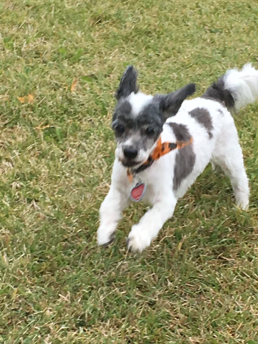 DoEssentialsKD's tweet image. Dip after hair cut