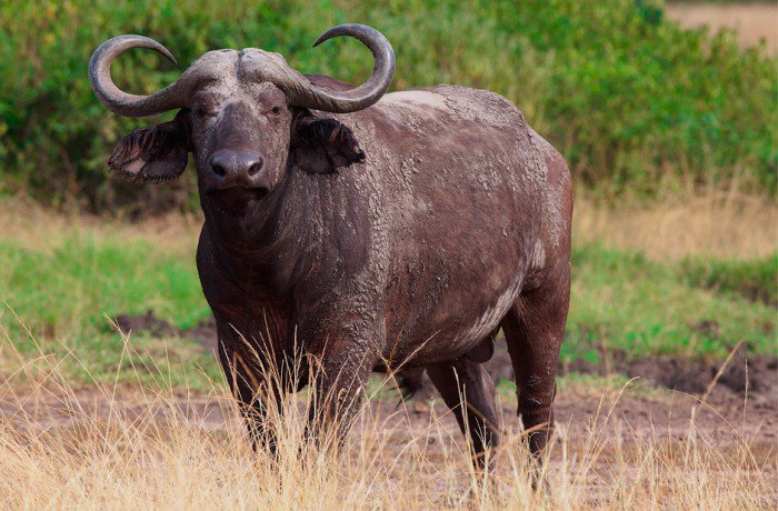 jamboadventure_'s tweet photo. Un búfalo macho maduro puede llegar a pesar hasta 900 kilos. #DatosCuriosos #Africa #Safari #LoveAfrica #ViajarEsVivir #Vacaciones https://t.co/4L9tJyyQ3W