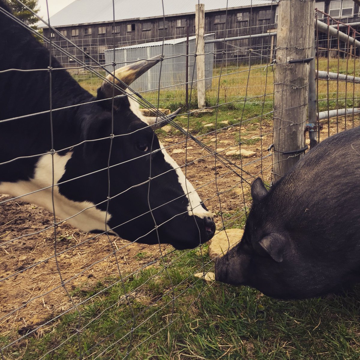 Daisy and Lucy making friends. They had more in common than they thought. 💕 #inspired #friendship #interspeciesfriendship
