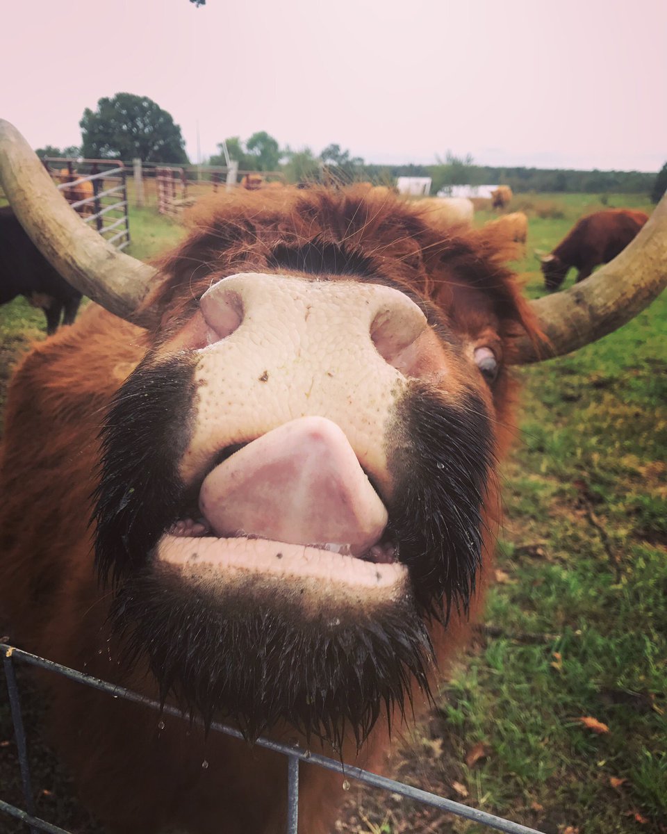 Your <a href="/PurdueExtension/">Purdue Extension</a> educator got a #cowlick 👅by a #highlander #cow 🐮in #Missouri ...2 more days to go!